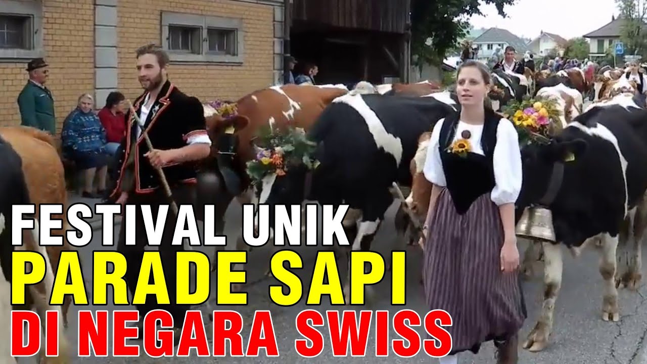 
                                 Festival-Unik-Parade-Sapi-Di-Negara-Swiss